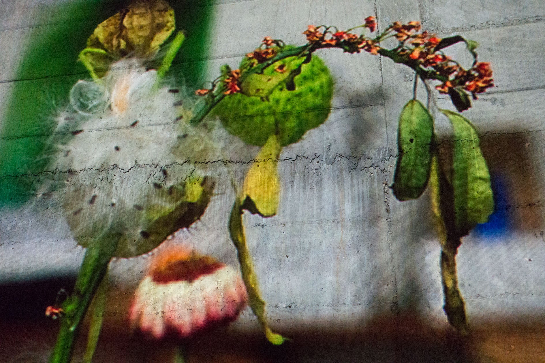 Wolfgang Tillmans for Photography on a Postcard